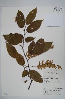 藏品(大穗鵝耳櫪)的圖片