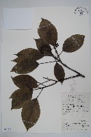 藏品(臺灣樹參)的圖片