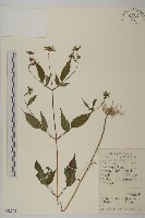 藏品(大狼把草)的圖片