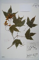 藏品(三峽槭)的圖片