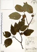 藏品(構樹)的圖片