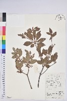 藏品(燈籠花)的圖片