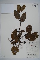 藏品(鐵冬青)的圖片