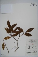 藏品(厚葉冬青)的圖片