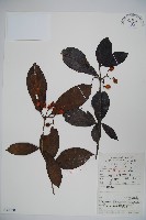 藏品(狹葉莢迷)的圖片