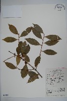 藏品(厚葉冬青)的圖片