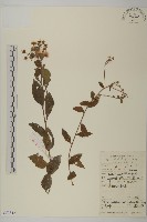 藏品(三脈紫菀異葉變種)的圖片