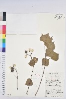 藏品(烏臼)的圖片