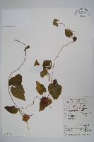 藏品(金錢豹)的圖片