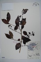 藏品(冬青)的圖片