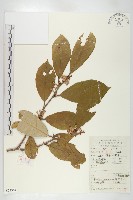 藏品(宜昌胡頹子)的圖片