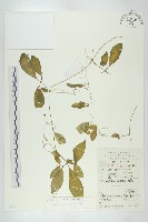 藏品(馬銅鈴)的圖片