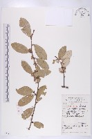 藏品(胡頹子)的圖片