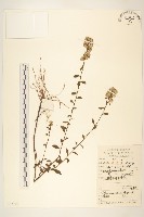 藏品(一枝黃花)的圖片