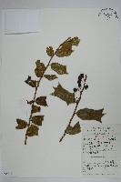 藏品(枸骨)的圖片