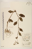 藏品(野茼蒿)的圖片