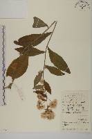 藏品(薄葉艾納香)的圖片