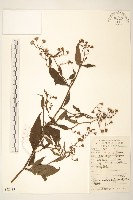 藏品(蔓黃菀)的圖片