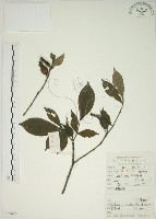 藏品(山黃梔)的圖片