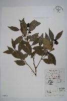 藏品(東方野扇花)的圖片