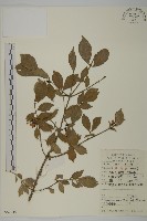 藏品(衛矛)的圖片