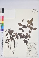 藏品(米飯花)的圖片