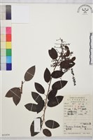 藏品(多花勾兒茶, 多花黃鱔藤)的圖片