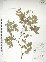 藏品(紅雞油、榔榆)的圖片