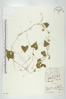 藏品(合子草)的圖片