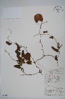 藏品(馬兜鈴)的圖片