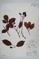 藏品(江南榿木)的圖片