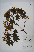 藏品(扇葉槭)的圖片