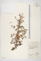 藏品(中國菟絲子)的圖片