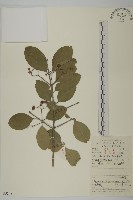 藏品(扶芳藤)的圖片