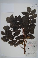 藏品(鹽膚木)的圖片