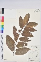 藏品(茅栗)的圖片