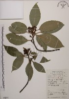 藏品(木荷)的圖片