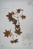 藏品(五裂槭)的圖片