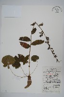 藏品(杏葉沙參)的圖片