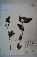 藏品(裡白忍冬、紅腺忍冬)的圖片