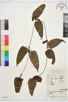 藏品(亨利氏鐵線蓮)的圖片