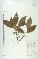 藏品(杜英、山杜英、蘭嶼杜英)的圖片