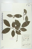 藏品(山紅柿)的圖片