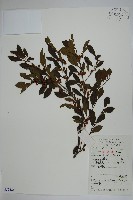 藏品(鼠李冬青、滿樹星)的圖片