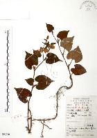 藏品(臭腥草、蕺菜)的圖片