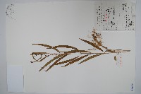 藏品(柳葉白前)的圖片