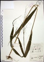 藏品(棕葉狗尾草)的圖片