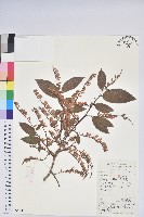 藏品(小果南燭)的圖片