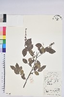 藏品(米飯花)的圖片