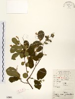 藏品(灰木)的圖片